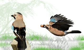 Eurasian Jay