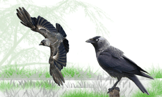 Western Jackdaw