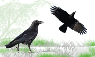 Carrion crow
