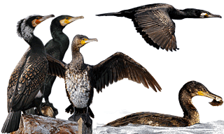 Great Cormorant