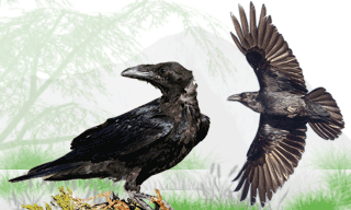 Northern Raven