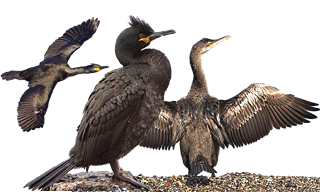 European Shag