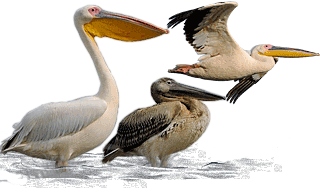 Great White Pelican