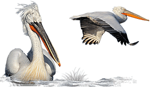 Dalmatian Pelican