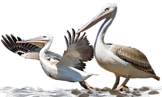 Pink-backed Pelican