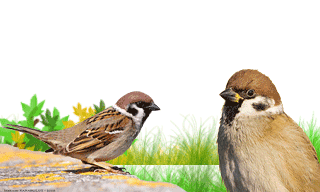 Eurasian Tree Sparrow