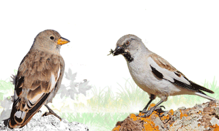 White-winged Snowfinch