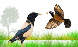 Rosy Starling