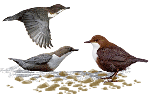 White-throated Dipper