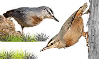 Krüper`s Nuthatch