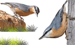 Eurasian Nuthatch