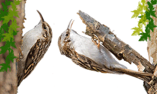 Eurasian Treecreeper