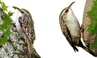 Short-toed Treecreeper