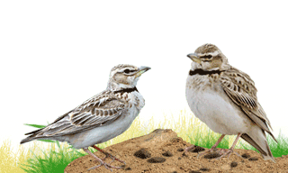 Bimaculated Lark