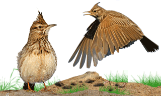 Crested Lark