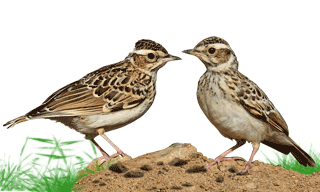 Woodlark