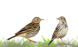 Meadow Pipit