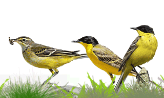 Western Yellow Wagtail