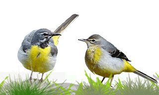 Grey Wagtail