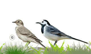 White Wagtail