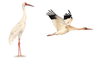 Siberian Crane