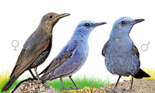 Blue Rock Thrush