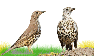 Mistle Thrush