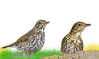 Song Thrush