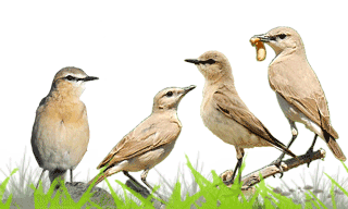 Isabelline Wheatear