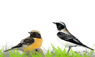 Black-eared Wheatear