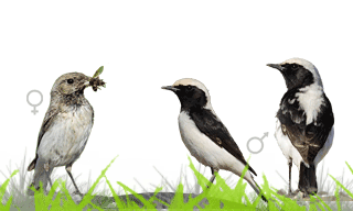 Finsch`s Wheatear