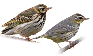 Olive-backed Pipit
