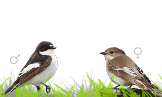 European Pied Flycatcher