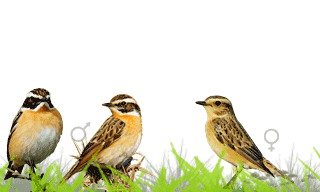 Whinchat