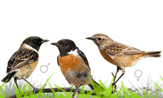 European Stonechat