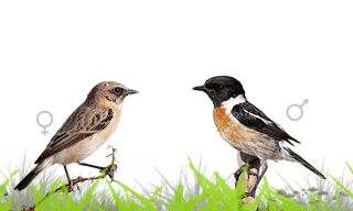 Siberian Stonechat