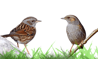 Dunnock