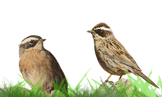 Radde`s Accentor