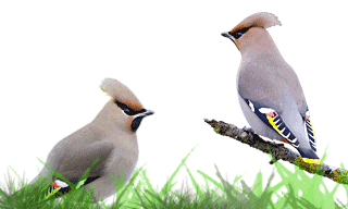 Bohemian Waxwing