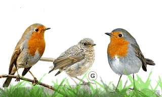 European Robin