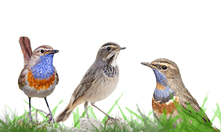 Bluethroat