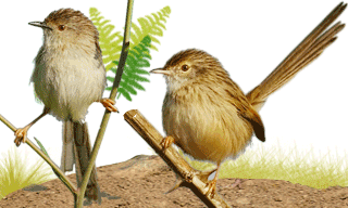 Delicate prinia