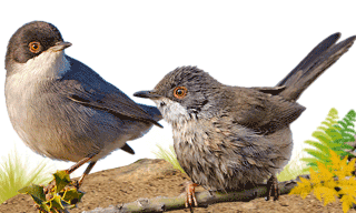 Sardinian Warbler