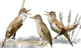 Great Reed Warbler