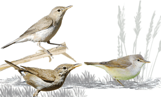 Eastern Olivaceous Warbler