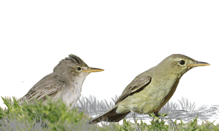 Olive-tree Warbler