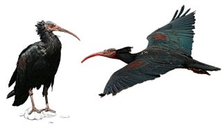 Northern Bald Ibis