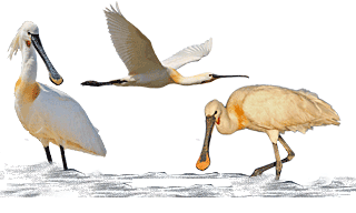 Eurasian Spoonbill