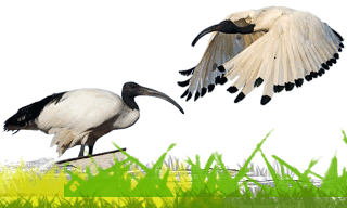 African Sacred Ibis