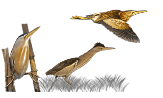 Little Bittern